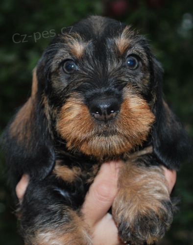 Jezev��k standard drsnosrst�