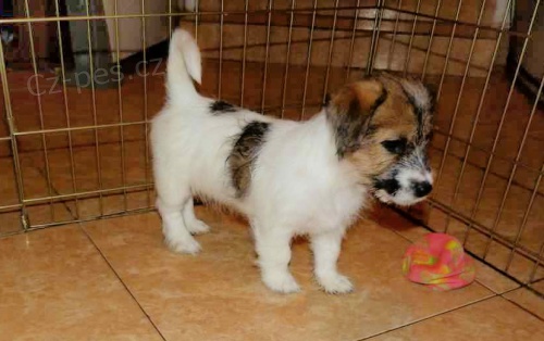 �t���tka JRT s PP odb�r ihned!!