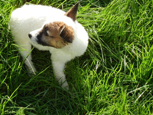 JACK RUSSELL TERIER - DRSNOSRST� FENE�KA!