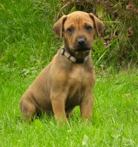 Rhod�sk� ridgeback �t���tka