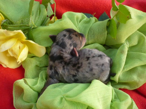 Leopard� - merle - yorkshire terier s PP