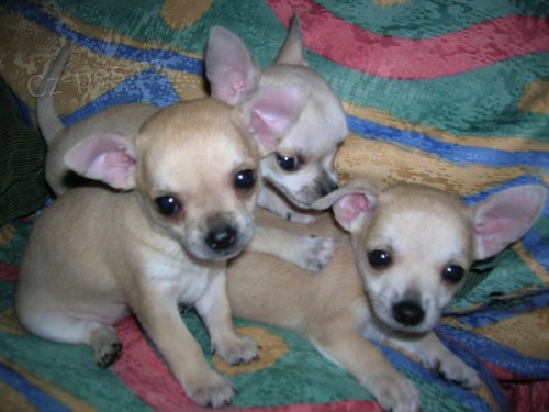 bez �ivava �t��ata