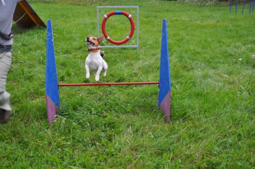 Ps� �kolka Happy Dog- v�cvik