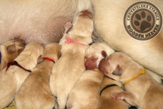 Labrador �t�n�