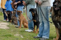 V�kendov� kurz z�kladn� poslu�nosti psa