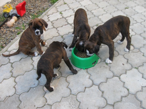 BoXeR štěňata BoXeR štěňata
