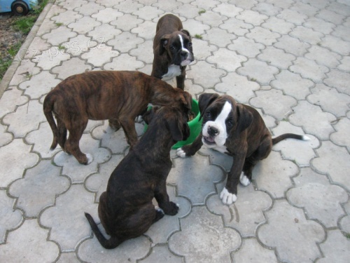 boxer štěňátka boxer štěňátka
