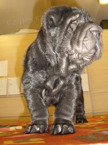 SHAR-PEI (šarpej) s PP štěně SHAR-PEI (šarpej) s PP štěně