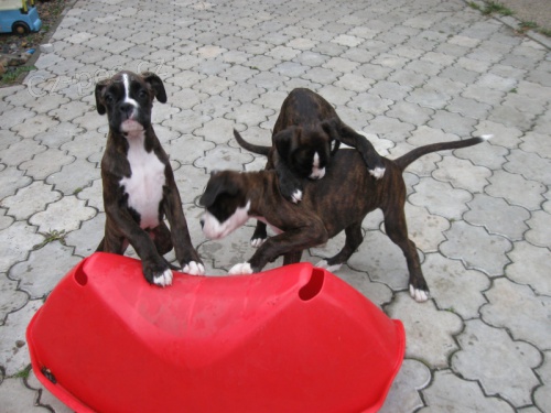 boxer štěňátka boxer štěňátka