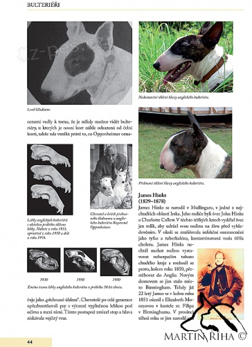 Kniha Bulteri��i