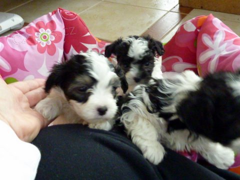 Rusk� barevn� bolonka - �t���tka