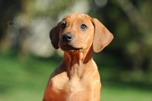 �t��ata Rhod�sk�ch Ridgeback� s PP