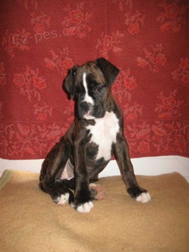 Boxer štěňátka Boxer štěňátka