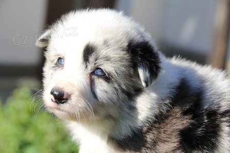 Prod�m kvalitn� �t���tka border kolie s PP