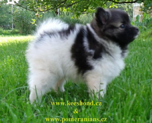 N�meck� �pic mal� a st�edn� �t��ata