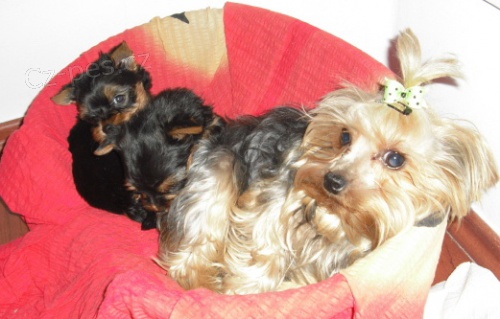 York��rsk� Teri�r