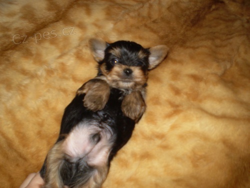 jork��rsk� terier-�t�natko