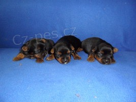 Jork��rsk� terier - �t���tka bez pp