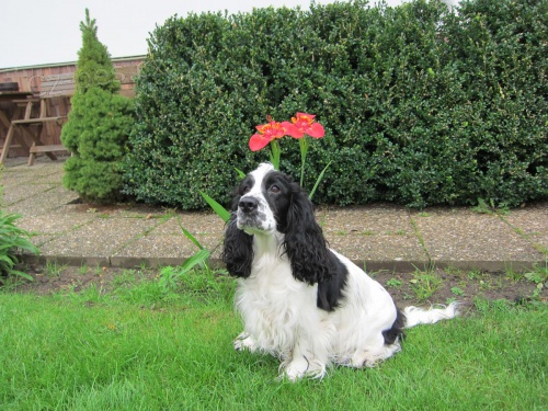 Anglick� kokr�pan�l �t��ata