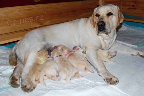 Štěňátka labradorského retrívra s PP Štěňátka labradorského retrívra s PP