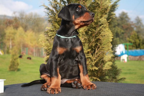 Prodám štěně dobrmana Prodám štěně dobrmana