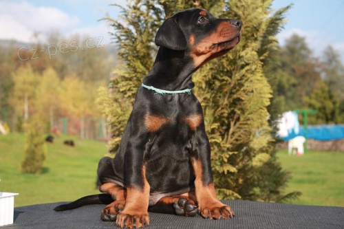 Prodám štěně dobrmana Prodám štěně dobrmana