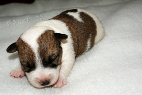 JRT bez PP po rod s PP