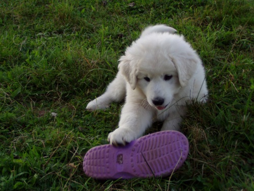 Slovensk� �uva� - �t��ata s PP