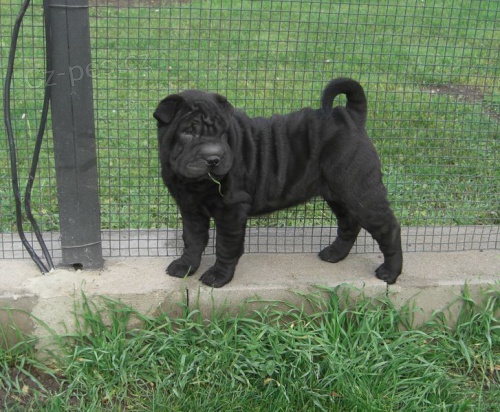 Shar-pei(šarpei´j)-štěně fenka Shar-pei(šarpei´j)-štěně fenka