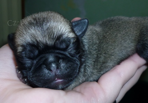 Mops �t���tka