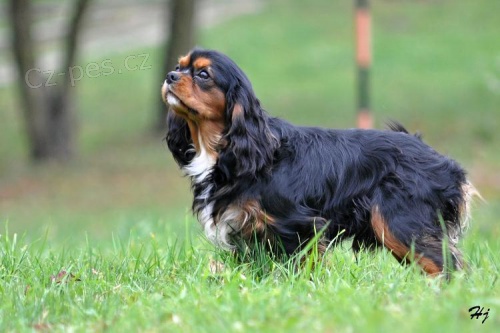 Kaval�r King Charles Spaniel