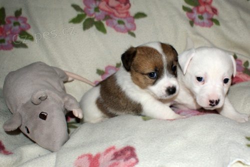 N�dhern� �t���tka Jack Russell terier