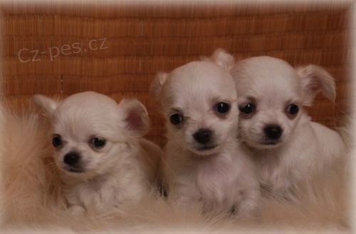 vz�cn� b�l� �ivava