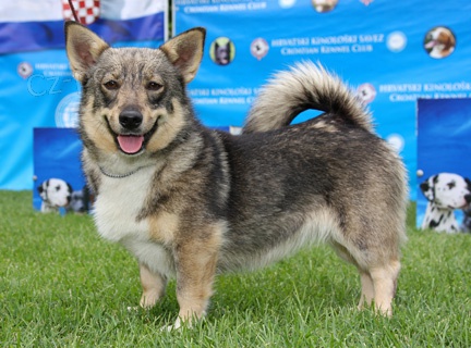 �v�dsk� vallhund