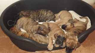 n�meck� doga s PP