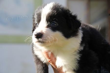 Posledn� �b pejsek ihned k odb�ru!!!