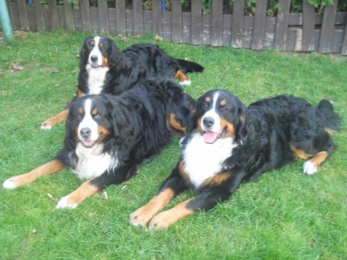 Bernsk� sala�nick� pes