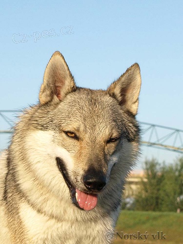 �ESKOSLOVENSK� VL��K, �T��ATA