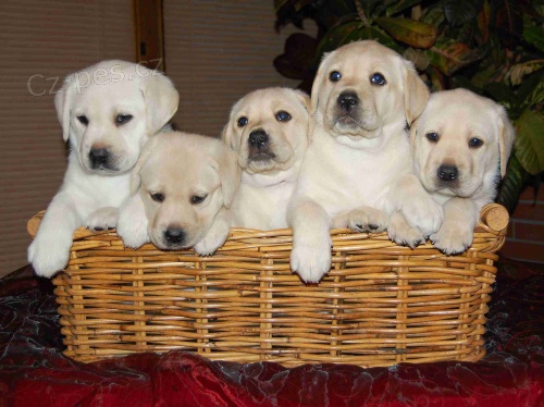 Poslední volná fenečka labradorského retrívra  Poslední volná fenečka labradorského retrívra