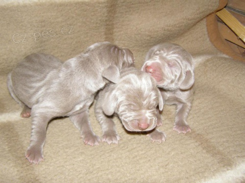 Prod�m �t��ata v�marsk�ho oha�e bez PP