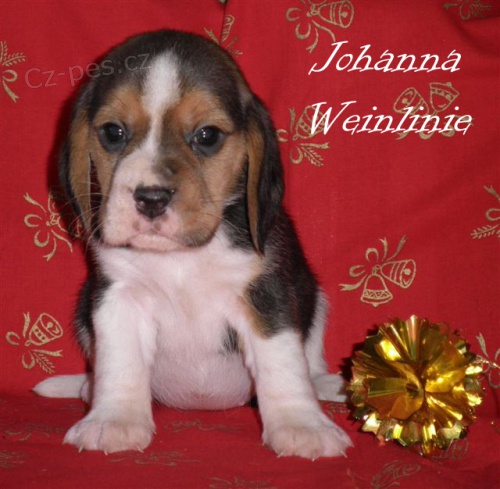 Beagle-bígl s PP Beagle-bígl s PP