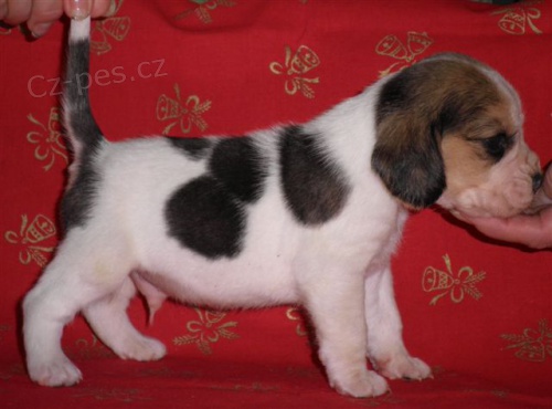 Beagle-bígl s PP Beagle-bígl s PP