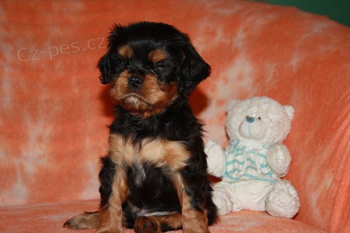 Kaval�r King Charles