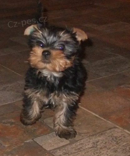 Jork�irsk� teri�r - hol�i�ka