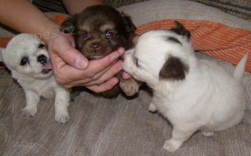 �ivava, kr�sn� �t���tka s PP