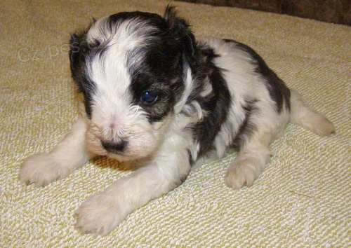 Bi�onek havana, kr�sn� �t���tka, levn�.