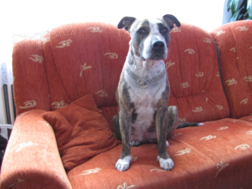 Prod�m �t���tko amstafa