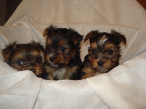 Jork��rek bez PP