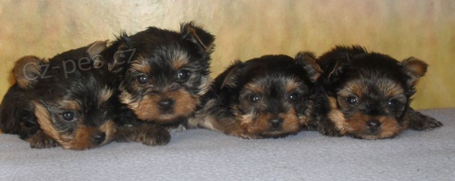 jork��rsk� teri�r