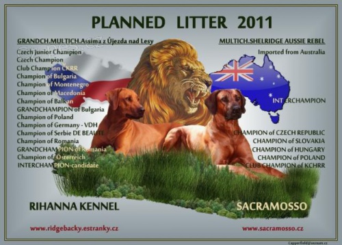 Rhod�sk� ridgeback - jen pro n�ro�n�